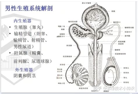 男性 生殖器